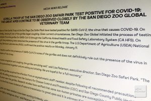 Eine schlichte Pressemitteilung auf den Seiten des Zoos von San Diego berichtet über den weltweit ersten Fall von coronapositiven Gorillas in einem Zoo (Foto: Michael Bührke)