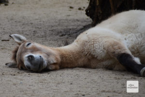 Ohne Besucher kann es schon mal langweilig werden, so wie diesem Przewalski-Pferd (Foto: Allwetterzoo)