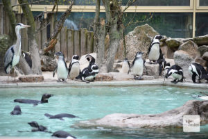 Die Pinguine müssen auf ihren regelmäßigen Ausflug in den Zoo aktuell leider verzichten (Foto: Allwetterzoo)