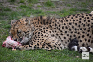 Essen ist immer eine schöne Abwechslung, das ist beim Gepard auch nicht anders. Was hier für Abwechslung sorgte, ist allerdings schwer zu sagen (Foto: Allwetterzoo)