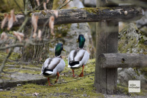 Die Enten nutzen die Gelegenheit, um ungestört durch den Zoo zu watscheln (Foto: Allwetterzoo)