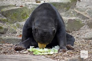 Der Allwetterzoo beendet seinen unfreiwilligen Winterschlaf und öffnet morgen wieder seine Tore (Foto: Allwetterzoo Münster)