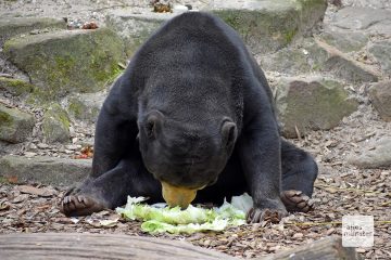 Der Allwetterzoo beendet seinen unfreiwilligen Winterschlaf und öffnet morgen wieder seine Tore (Foto: Allwetterzoo Münster)