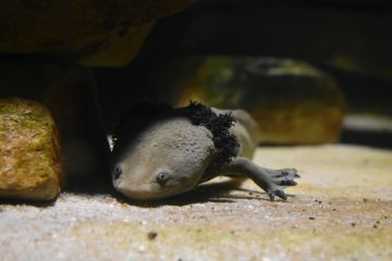 Von Nonnen gerettet: Querzahnmolch. (Foto: Allwetterzoo)