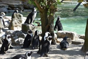 Pinguine im Allwetterzoo Münster. (Foto: Allwetterzoo)