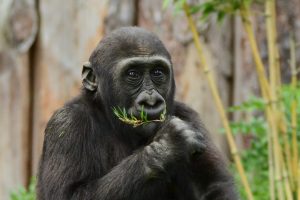 Gorilla Demba im Allwetterzoo. (Foto: Allwetterzoo)