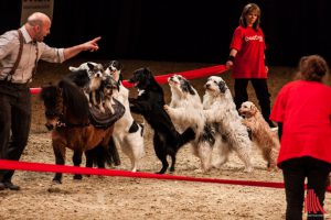 Die große Doglive-Gala ist einer der Höhepunkte der Messe in der Halle Münsterland. (Foto: sg)