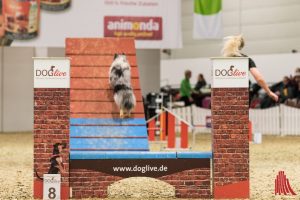 Die Doglive in der Halle Münsterland ist eine Messe, um die uns Hundefans aus anderen Städten beneiden. (Foto: Carsten Pöhler)