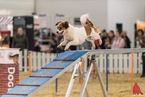 Auf Geschicklichkeit und Tempo kommt es beim Agility an. (Foto: Carsten Pöhler)