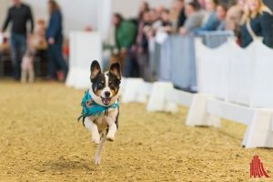 Unter 4 Sekunden war eine gute Zeit auf der Rennbahn für "jederhund". (Foto: Carsten Pöhler)