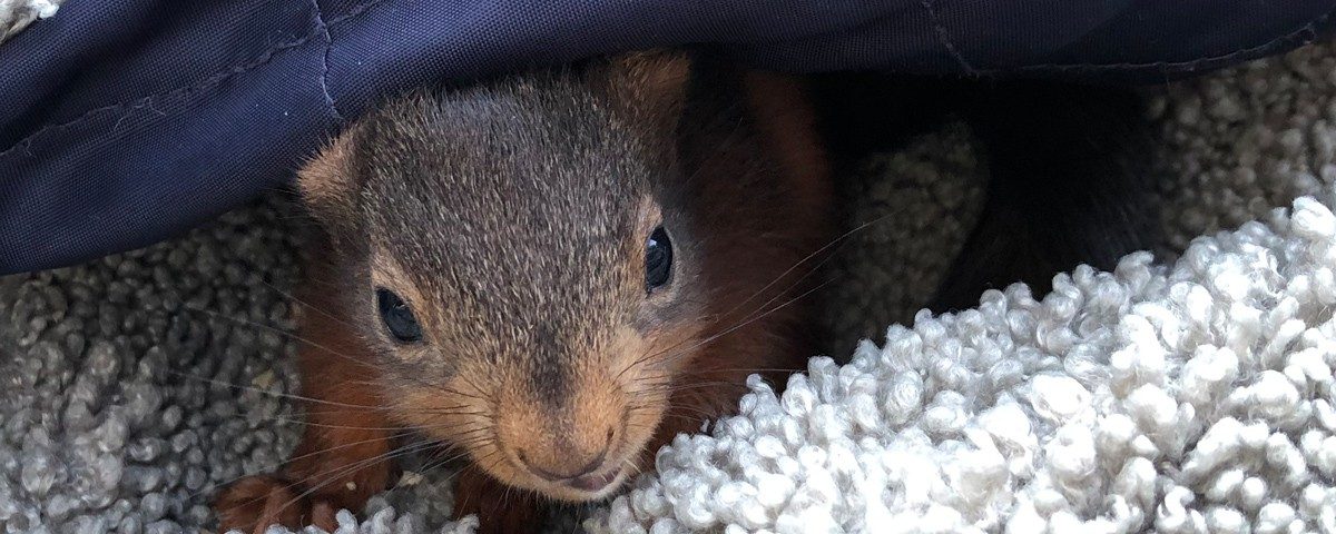Das gerettete Eichhörnchen macht es sich in der Jacke eines Gastes gemütlich. (Foto: Bührke)