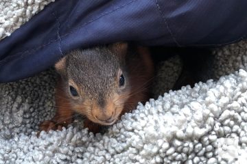 Das gerettete Eichhörnchen macht es sich in der Jacke eines Gastes gemütlich. (Foto: Bührke)