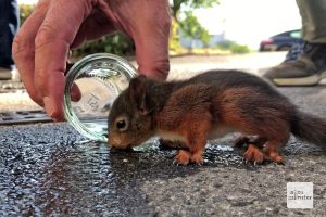 Erst zögernd doch dann mit großer Begeisterung leckte das Eichhörnchen das Wasser auf. (Foto: Bührke)