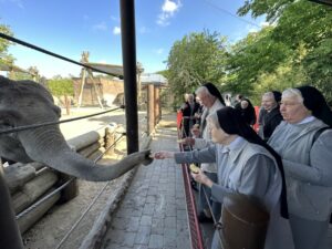 Die Mauritzer Franziskanerinnen fütterten bei ihrem Jubiläumsausflug begeistert die Elefanten-Damen Ratna und Corny mit Äpfeln. (Foto: St. Franziskus-Stiftung Münster)