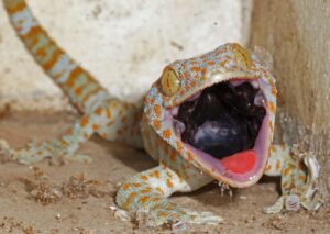 Auch einige Geckoarten sind vom Aussterben bedroht. (Foto: Dr. Philipp Wagner)