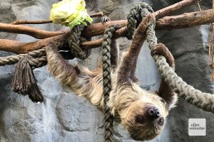 Pauli ist ein Zwei-Finger-Faultier. (Foto: Allwetterzoo)