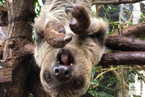 Das Faultier Pauli gehört zu den Lieblingstieren der Zoobesucherinnen und -besucher. (Foto: Allwetterzoo)