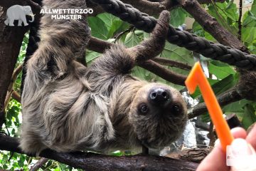 Pauli wird ein Jahr alt, da gibt es zum Festtag auch schon mal eine Möhrein der Form einer 1. (Foto: Allwetterzoo)