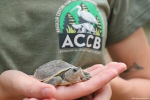 Das ACCB ist nur eine von zwei Einrichtungen, die mit der Aufzucht dieser vom Aussterben bedrohten Tierart beauftragt worden ist. (Foto: ACCB / Christel Griffioen)