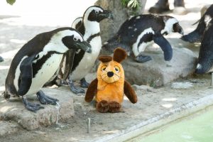 Wo ist die Maus? Perfekt versteckt zwischen den Pinguinen. (Foto: Allwetterzoo Münster)