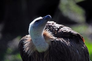 Ein in Münster aufgezogener Gänsegeier fliegt nun über die Berge und Hügel Bulgariens. (Foto: Allwetterzoo Münster)