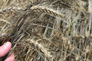 Müsste eigentlich jetzt geerntet werden, ist aber dafür zu nass: Weizen (Foto: WLV)