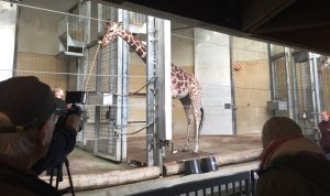 Inventur im Allwetterzoo Münster: Giraffe Nala auf der Waage. (Foto: Allwetterzoo Münster)