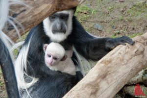 Der jüngste Nachwuchs des Allwetterzoos scheint auch Interesse an den Gutscheinen zu haben. (Foto: mb)