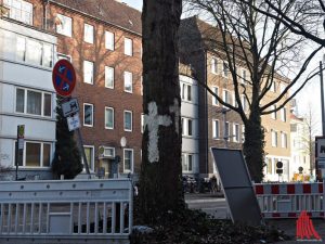 Die beiden Platanen am Hansaring werden gefällt. (Foto: tvk)