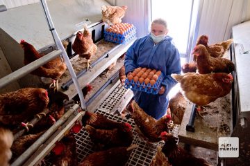 Rund 150 Eier holt Janina Lohmann täglich aus jedem ihrer mobilen Hühnerställe (Foto: Michael Bührke)