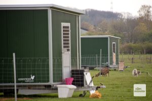 Wo normalerweise 600 Hühner gackern und scharren, sind im Moment nur die beiden Ziegen unterwegs, die normalerweise Greifvögel vertreiben sollen (Foto: Michael Bührke)