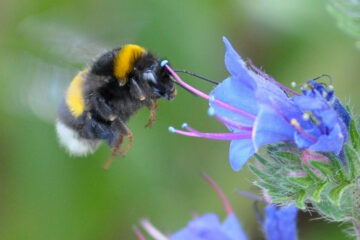 Bevorzugt sind Hummeln an blauen und lilafarbenen Blüten, wie beispielsweise von Taubnesseln, Disteln oder Klee, anzutreffen. (Foto: F. Sommerlandt)