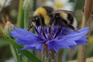 Die Hellgelbe Erdhummel lebt in Bodennähe. Sie kommt in Deutschland an offenen, wenig beschatteten Stellen vor. (Foto: J. Kulow)