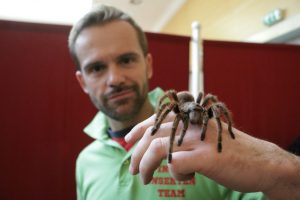 In der Ausstellung werden auch exotische Spinnen gezeigt. (Foto: Pressefoto)