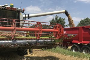 Insgesamt werden in Münster auf rund 7.000 Hektar Getreide angebaut. (Foto: Westfälisch-Lippischer Landwirtschaftsverband)