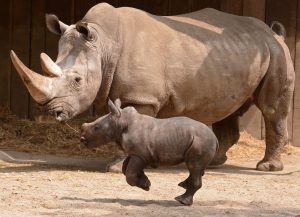 Nashorn-Dame Jane, hier mit dem dreijährigen Eno, ist wieder trächtig. (Foto: Allwetterzoo)