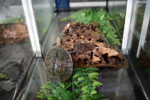 Eine junge Schanierschildkröte in der Aufzuchtstation im Allwetterzoo. (Foto: Allwetterzoo Münster)