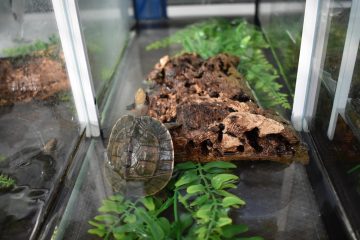 Junge Schanierschildkröte (Foto: Allwetterzoo Münster)