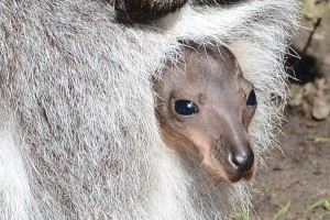 Nachwuchs bei den Kängurus! (Foto: Allwetterzoo)