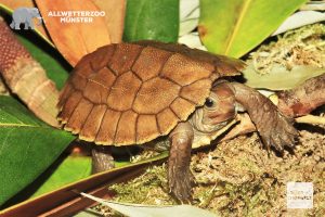 Eine junge Sulawesi-Erdschildkröte, die Anfang des Jahres geboren wurde. (Foto: Allwetterzoo)
