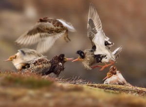 Das Foto des 14-jährigen Ondřej Pelánek zeigt miteinander kämpfende Schnepfenvögel auf der norwegischen Halbinsel Varanger. (Foto: Ondřej Pelánek / WPY2015)