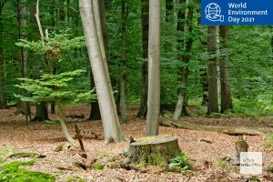 Die Forschungsergebnisse vieler Projekte des Instituts für Landschaftsökologie bestätigen die negativen Auswirkungen des Klimawandels zum Beispiel auf unsere Wälder. (Foto: Michael Bührke)