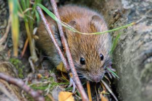 Die putzige Rötelmaus kann über ihren Kot das Hantavirus verbreiten. (Foto: flickr/Maike Janina)