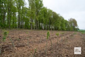 Der vordere Bereich muss komplett neu wiederaufgeforstet werden. Im Hintergrund steht noch der Buchenwald. (Foto: Michael Bührke)