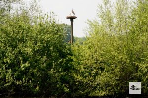 Die Rieselfelder sind unter Vogelexperten deutschlandweit bekannt. (Foto: Michael Bührke)