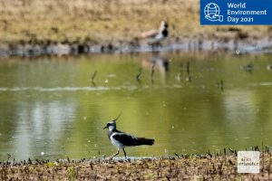 Der Kiebitz spart sich als Folge des Klimawandels vermehrt den Rückflug in die Überwinterungsgebiete und bleibt hier. (Foto: Michael Bührke)