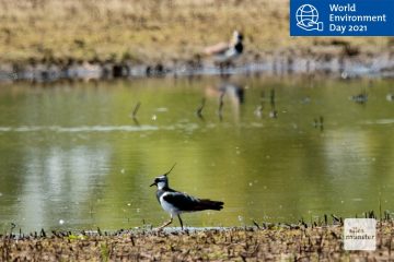 Der Kiebitz spart sich als Folge des Klimawandels vermehrt den Rückflug in die Überwinterungsgeboete und bleibt hier. (Foto: Michael Bührke)