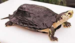 Eine erwachsene Erdschildkröte. (Foto: Alwetterzoo)