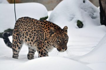 Ein seltener Anblick: Leopard im Schnee. (Foto: Allwetterzoo Münster)