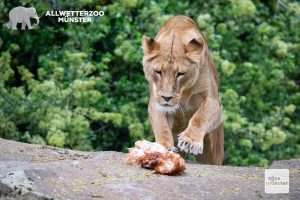 Mittwoch ist bei Löwin Zeta Hühnchentag. Trotz ihres fortgeschrittenen Alters verspeist sie das tote Tier problemlos inklusive Knochen. (Foto: Allwetterzoo Münster)